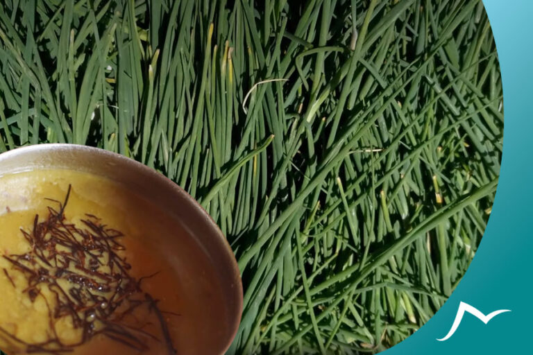 The Aromatic Nepali Herb Jimbu: A Versatile Ingredient for Your Recipes
