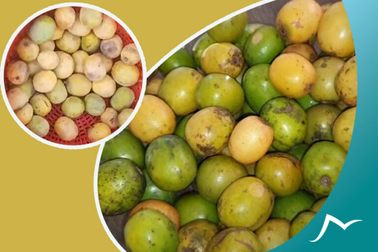 A Journey to the Heart of Nepali Hog Plum: The Lapsi Fruit