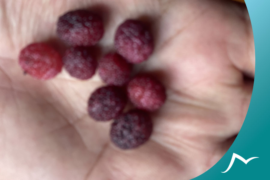 Neplese Bay Berry in hand