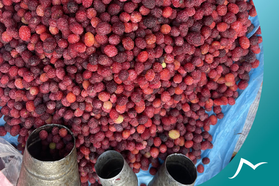 Neplese Bay Berry in Local Market